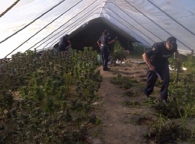 File Hills Police and RCMP officers begin the task of cutting, loading and hauling of the contents of one of the three large greenhouses found on the site. 