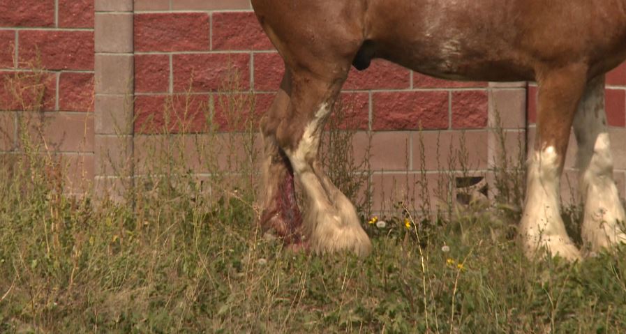 Open wound on horse who escaped farm.