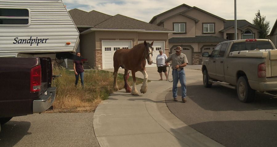 An injured horse escaped his farm and wound up in a residential area.