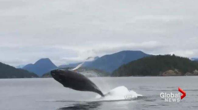 Onlookers were delighted to see the humpback whale so close.