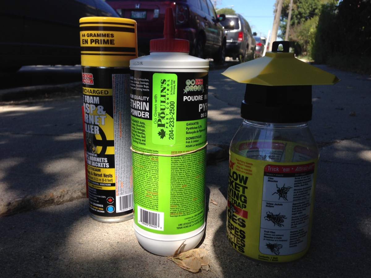Entomologists recommend using traps and insecticide sprays