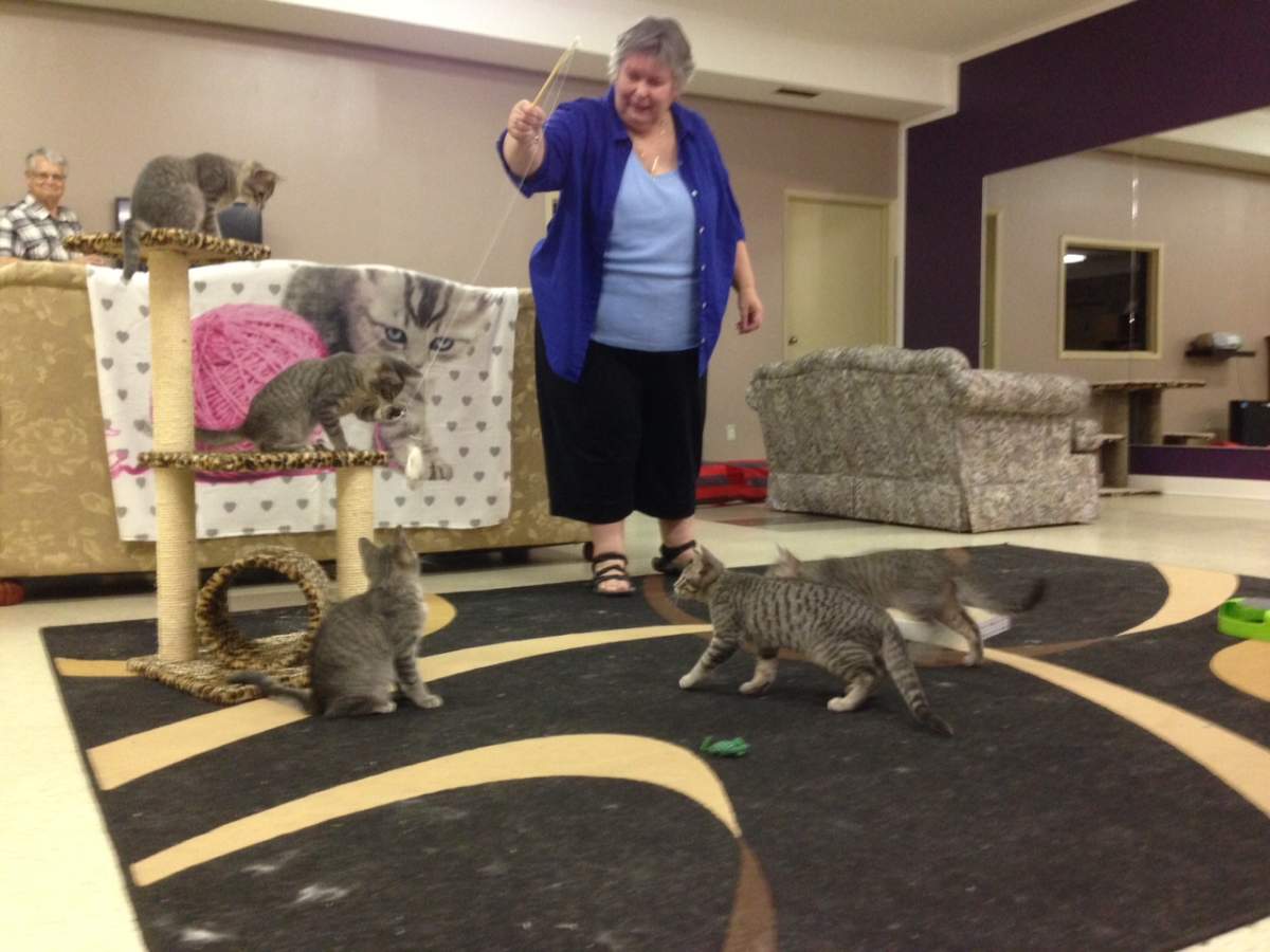 The first cat cafe in Winnipeg opened on Saturday.