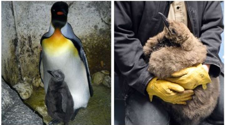 The Calgary Zoo showed a photo of Nero, the first king penguin born there in August 2015.