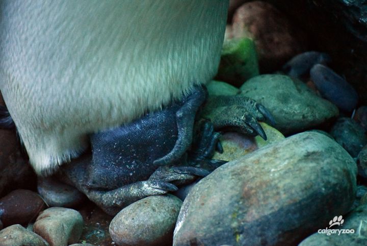 The Calgary Zoo announced a new king penguin in the family on Aug. 19, 2017.