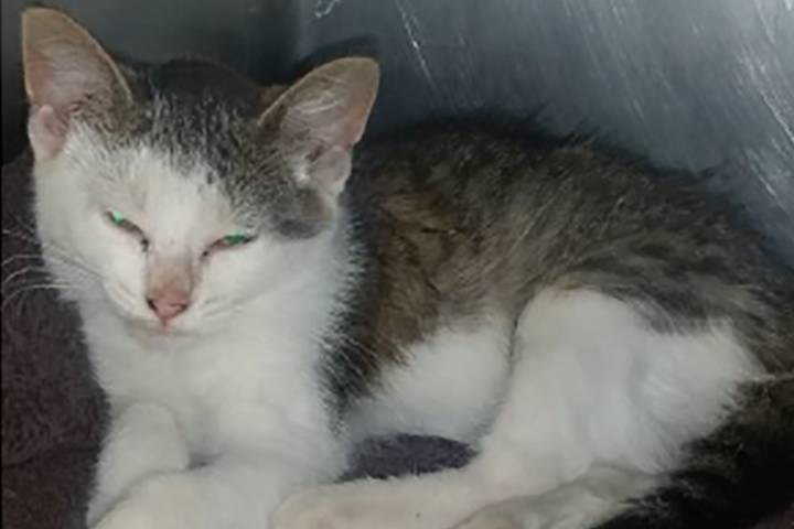 The OSPCA is investigating after a kitten was thrown from the window of a moving car in southern Ontario.