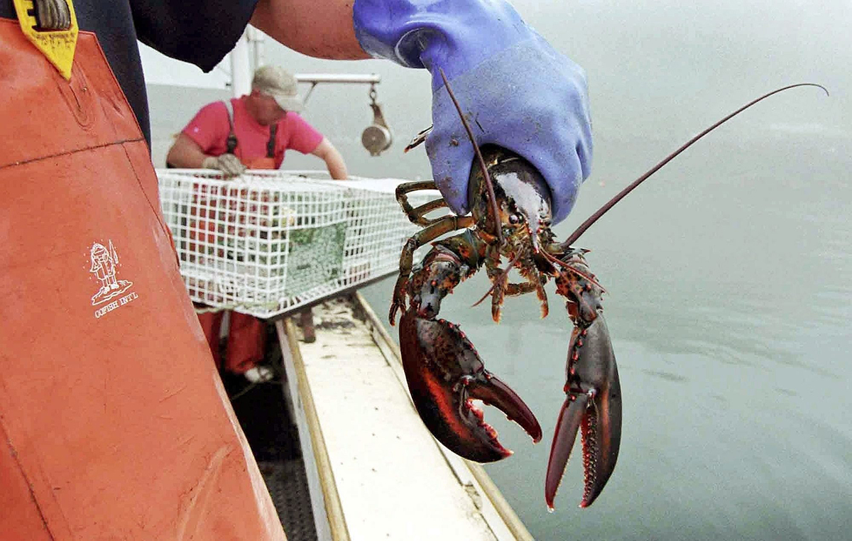  In this undated file photo, a sternman holds a lobster caught off South Bristol, Maine. 