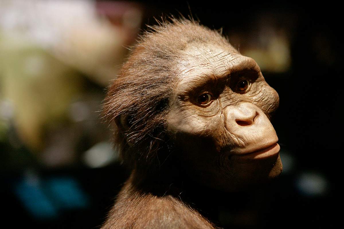 An artist's life-sized model of Lucy, based on the  3.2 million year old Australopithecus afarensis skeleton called Lucy, is part of a new exhibit shown during a press preview at the Houston Museum of Natural Science in Houston Tuesday, Aug. 28, 2007. 