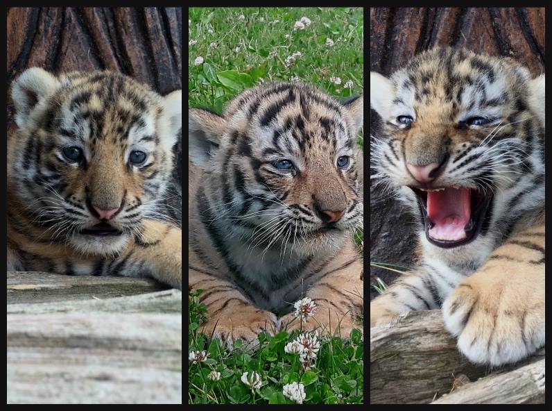 Magnetic Hill Zoo is asking people to vote on names for their three Amur tiger cubs. 