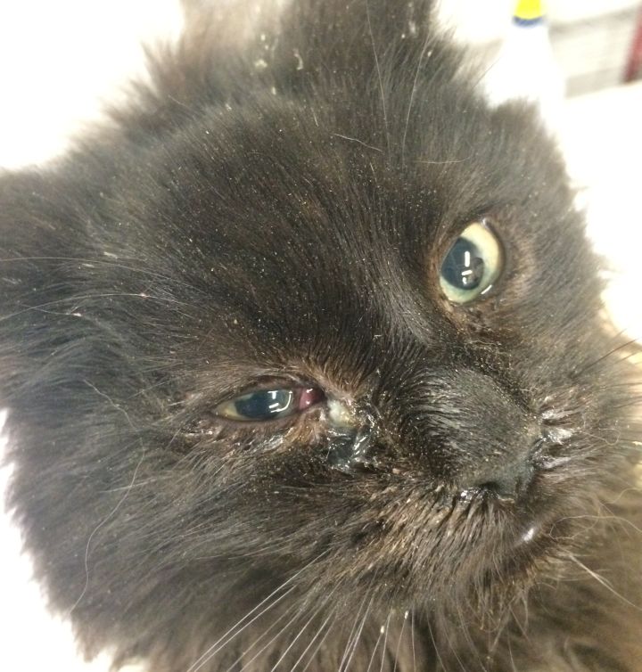 One of the dozens of Maine Coon cats seized from an alleged animal hoarder in Calgary.