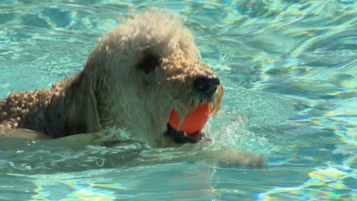 Four-legged friends were welcome at Saskatoon’s Mayfair pool for the “Dog Day of Summer” event.