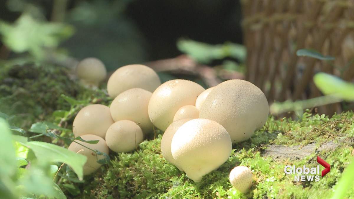 Common Puffballs found on a decaying log near Water Valley, Alta.