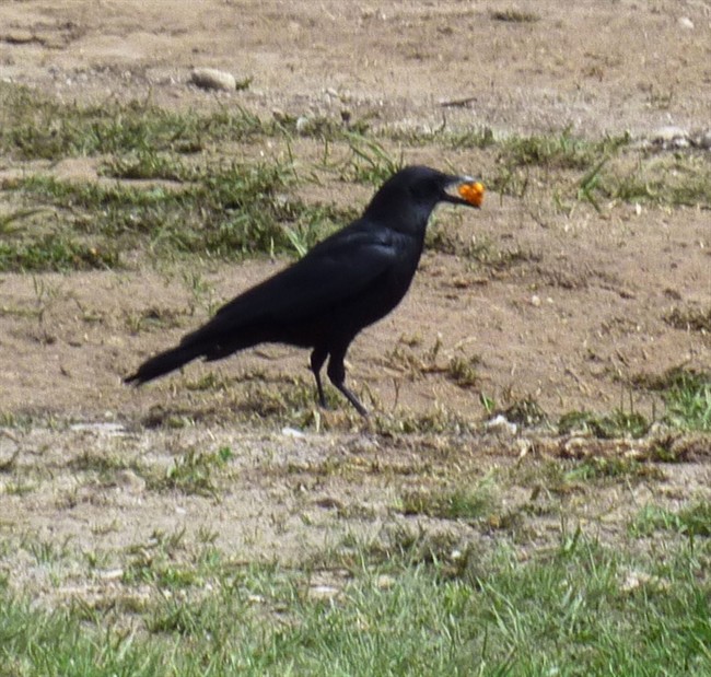 A file photo of a crow.
