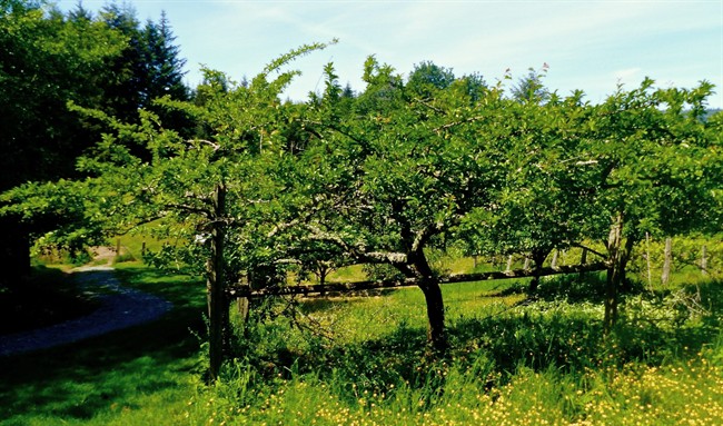 Drones and robots to assist in Kelowna orchards