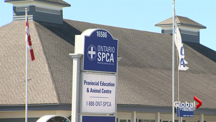 The Ontario Society for the Prevention of Cruelty to Animals says it began an investigation in February after concerns were expressed about the welfare of the mink on the farm.