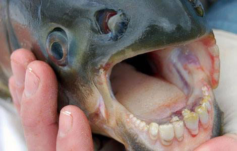 5 of the weirdest creatures on Earth - image