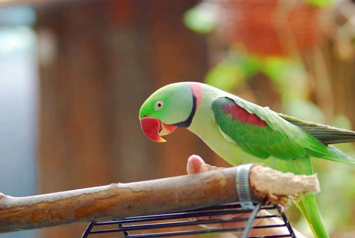 Paco, the Alexandrine parakeet.