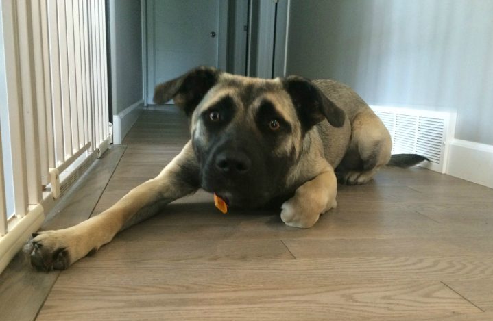 The Saskatoon dog fostering group has received about 30 bags of donated dog food after a public plea for help last week.