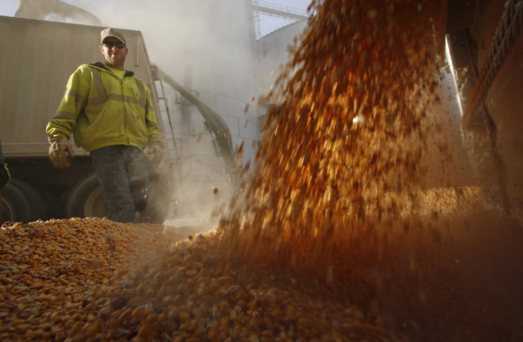 A worker watches corn kernels being emptied from a grain bin in Minooka, Illinois in this file image.
