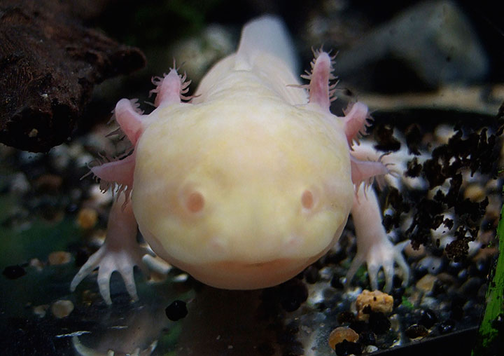 Animal species like the axolotl, a type of salamander, could hold the key for limb regeneration in humans.