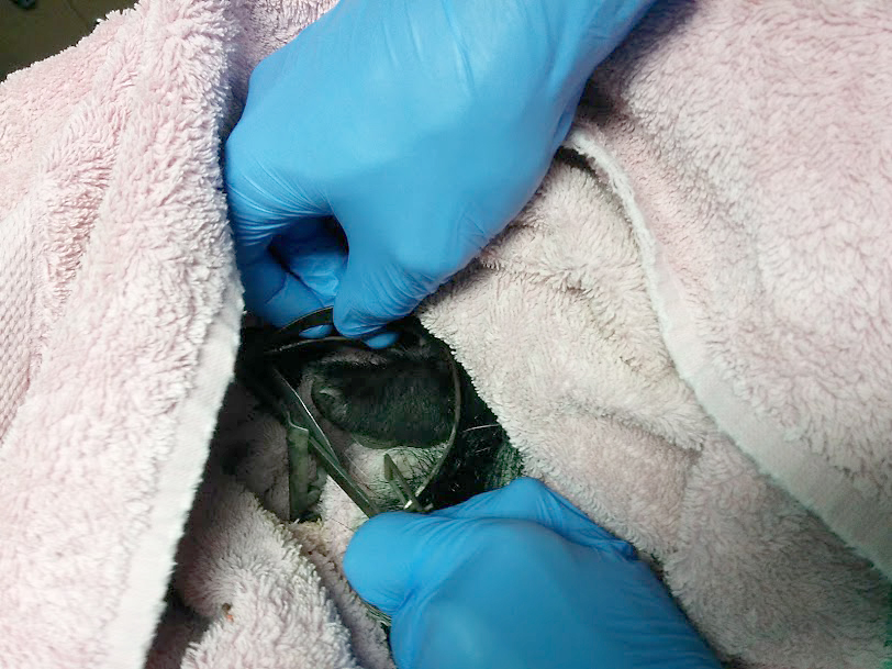 Vancouver woman shocked to find baby skunk in leg hold trap - image