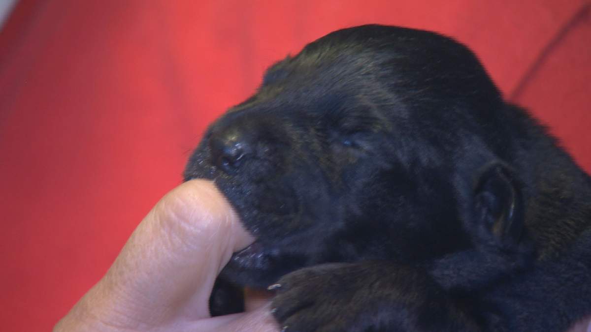 Overload of puppies at Bright Eyes Dog Rescue re-enforces importance of spay and neuter - image