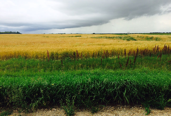 Aug. 14: This Your Saskatchewan photo was taken by Rachael Lerat near Southey.