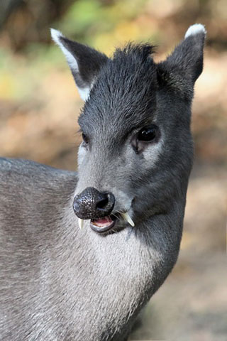 A tufted deer