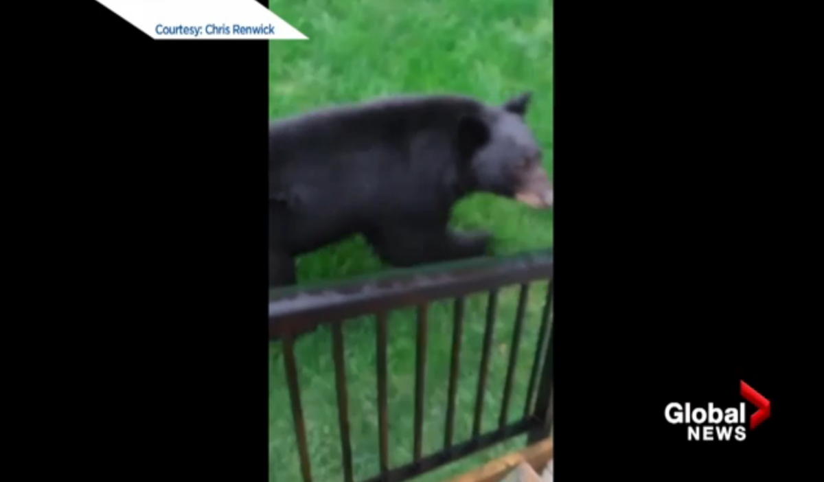 VIDEO: Coquitlam residents startled by close bear encounters - image