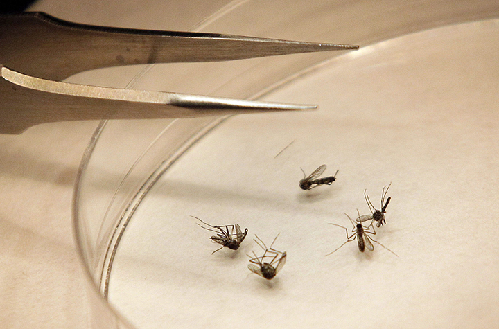 Health officials said the individual did not experience symptoms after being diagnosed with West Nile virus.