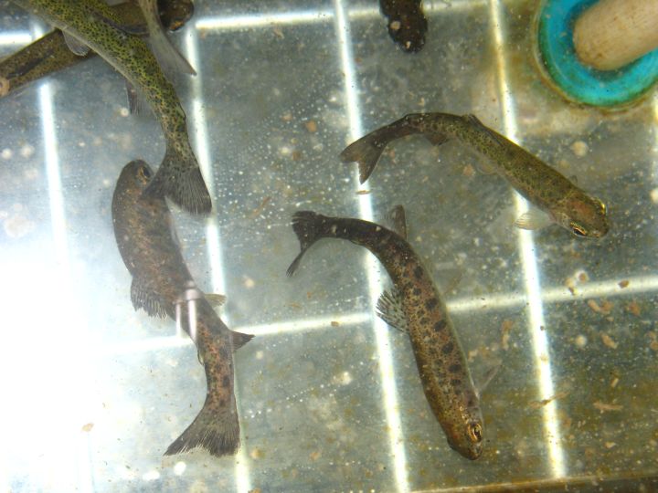Fish infected with whirling disease have black tails, as pictured above.