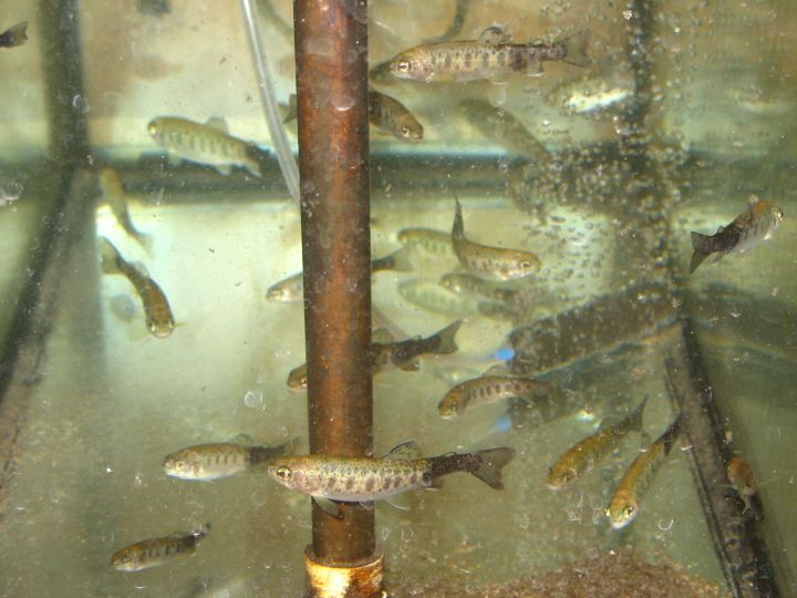 A group of fish suffering from whirling disease.