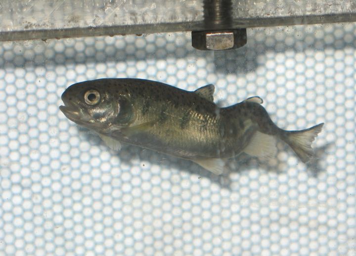 A severe spinal deformity caused by whirling disease in a fish.