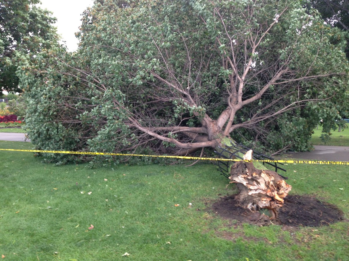 Windstorm leaves trail of destruction in Kelowna Globalnews.ca