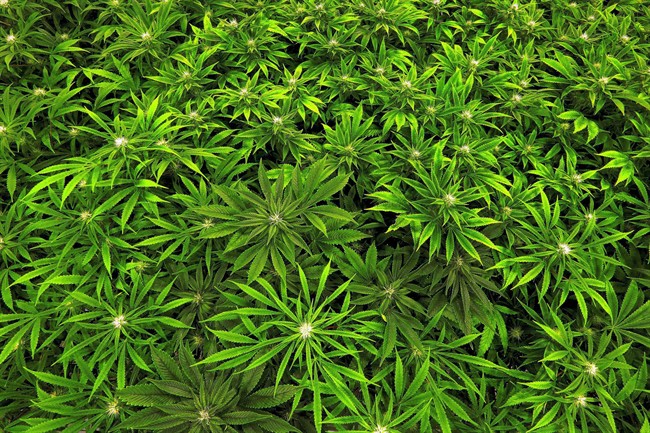 Police raid legal medical marijuana grow-op in Ontario, find 3,000 illegal plants - image
