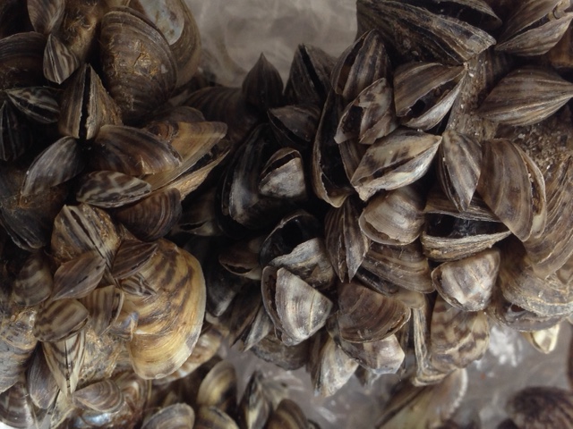 The Alberta government is ramping up efforts to prevent invasive species like zebra mussels from entering Alberta waterways.