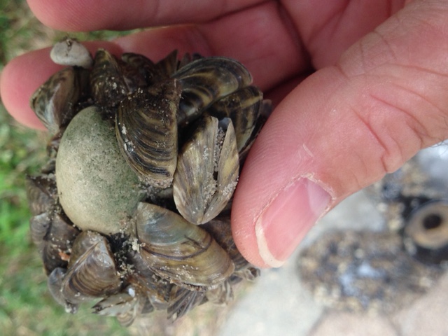Invasive mussels pose an economic and environmental threat.