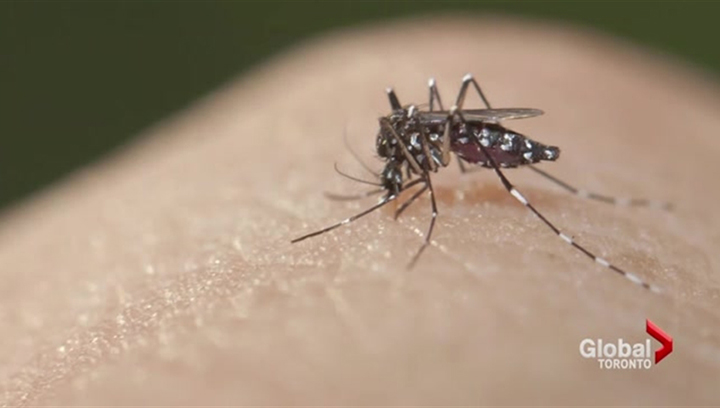‘No current risk’ after mosquito that can transmit Zika virus found in Ontario: officials - image