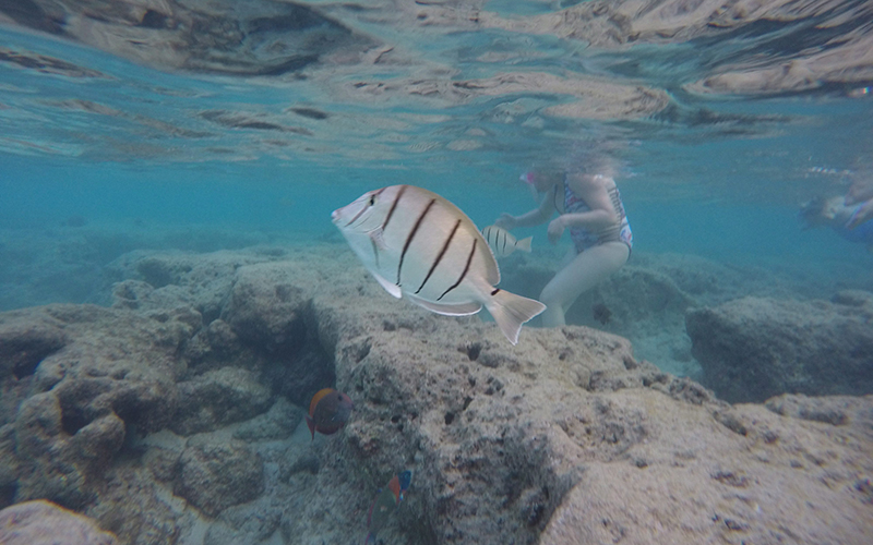 Oahu’s Hanauma Bay on Wednesday, May 6, 2016 near Honolulu. Much of the inner reef at Hanauma Bay is dead after decades of tourist interaction.