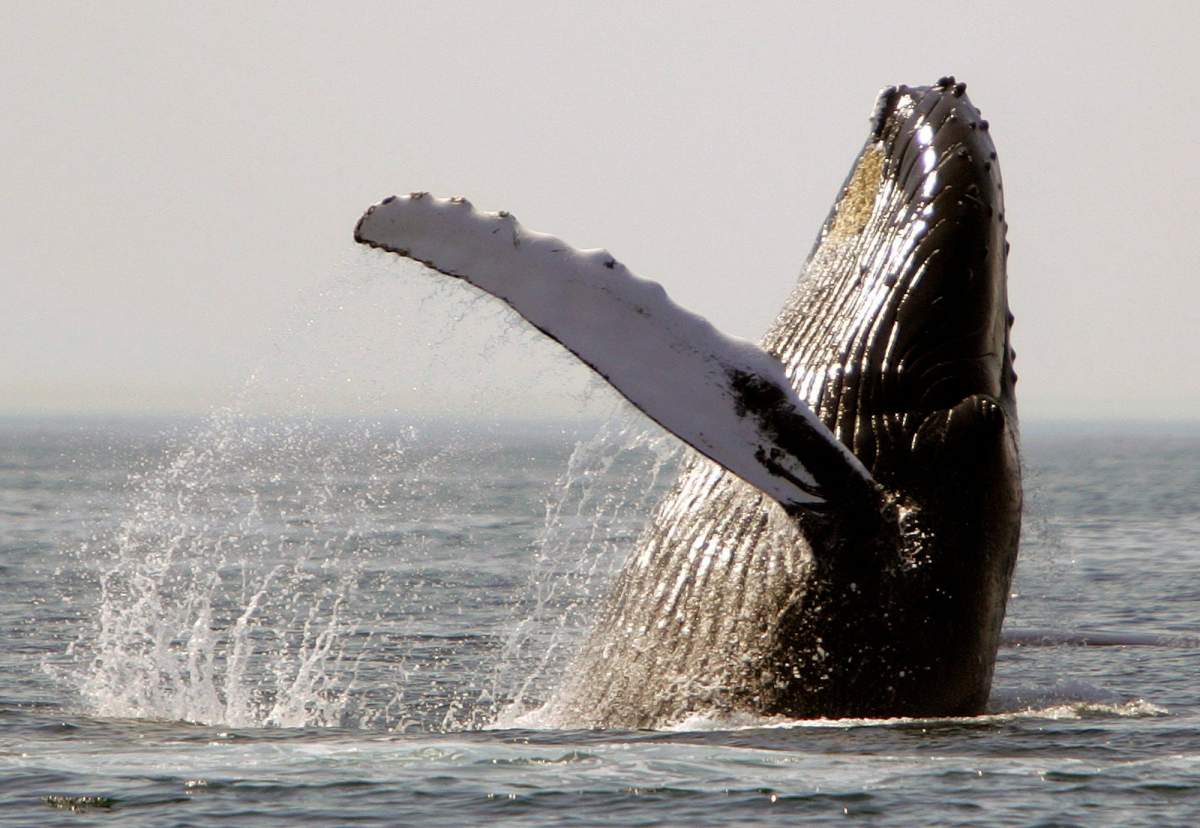 In this Aug. 22, 2005 file photo, a humpback whale breaches on Stellwagen Bank about 25 miles east of Boston.
