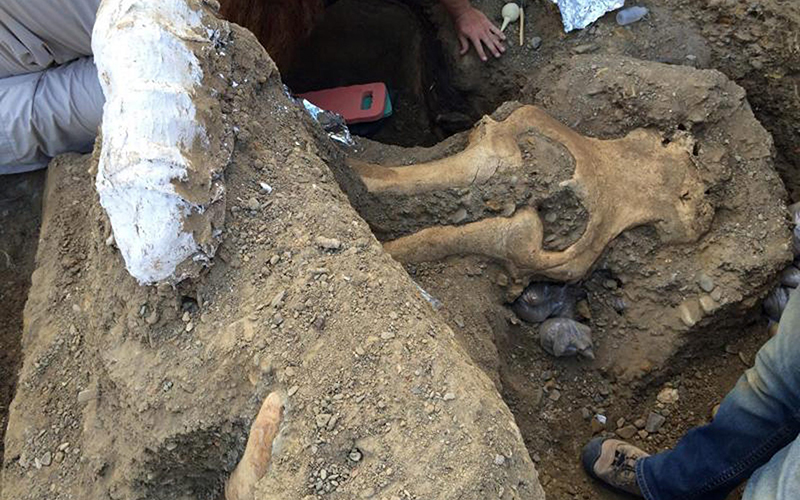 An exceptionally well preserved fossil of a complete mammoth skull unearthed by a team of scientists from an eroding stream bank on Santa Rosa Island within southern California's Channel Islands National Park. 