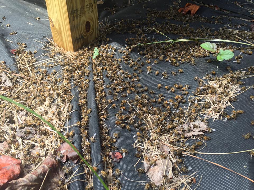 Millions of bees died last week when the county used an aerial spray in South Carolina. 