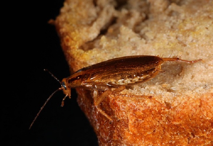 A cockroach sits on a piece of bread