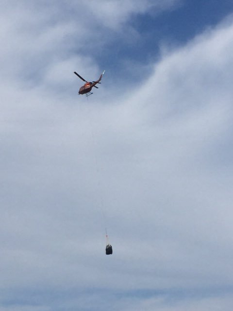 grizzly bear in sechelt, sunshine coast