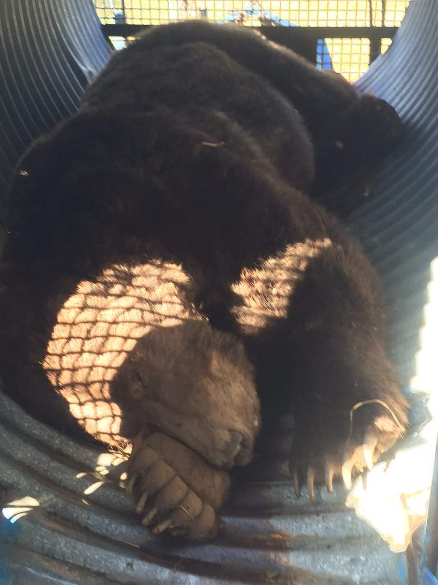 grizzly bear in sechelt, sunshine coast
