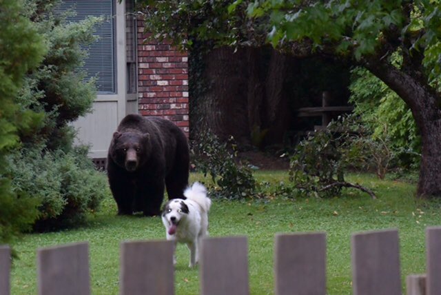 grizzly bear in sechelt, sunshine coast
