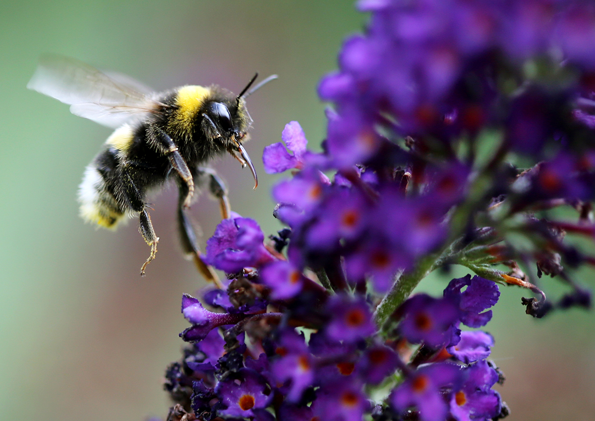 A bumblebee is pictured on July 18, 2016 in Essen.