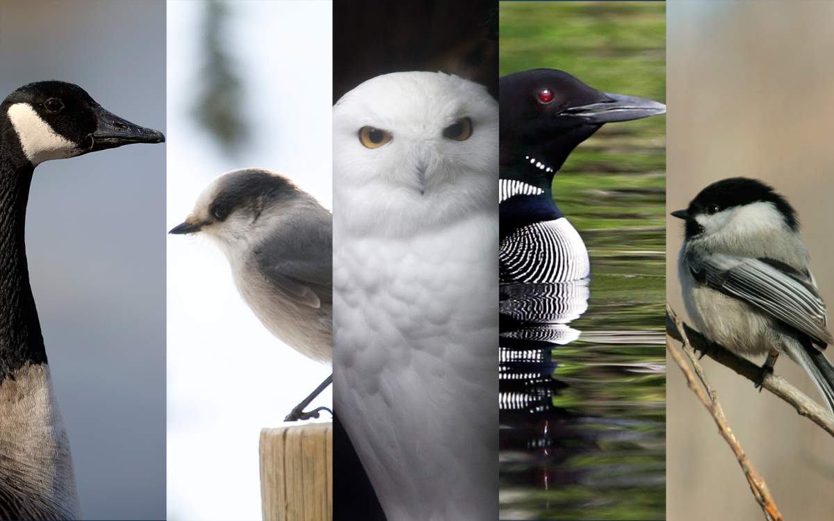 The five finalists for Canada's national bird - Canada goose, gray jay, snowy owl, common loon, chickadee.