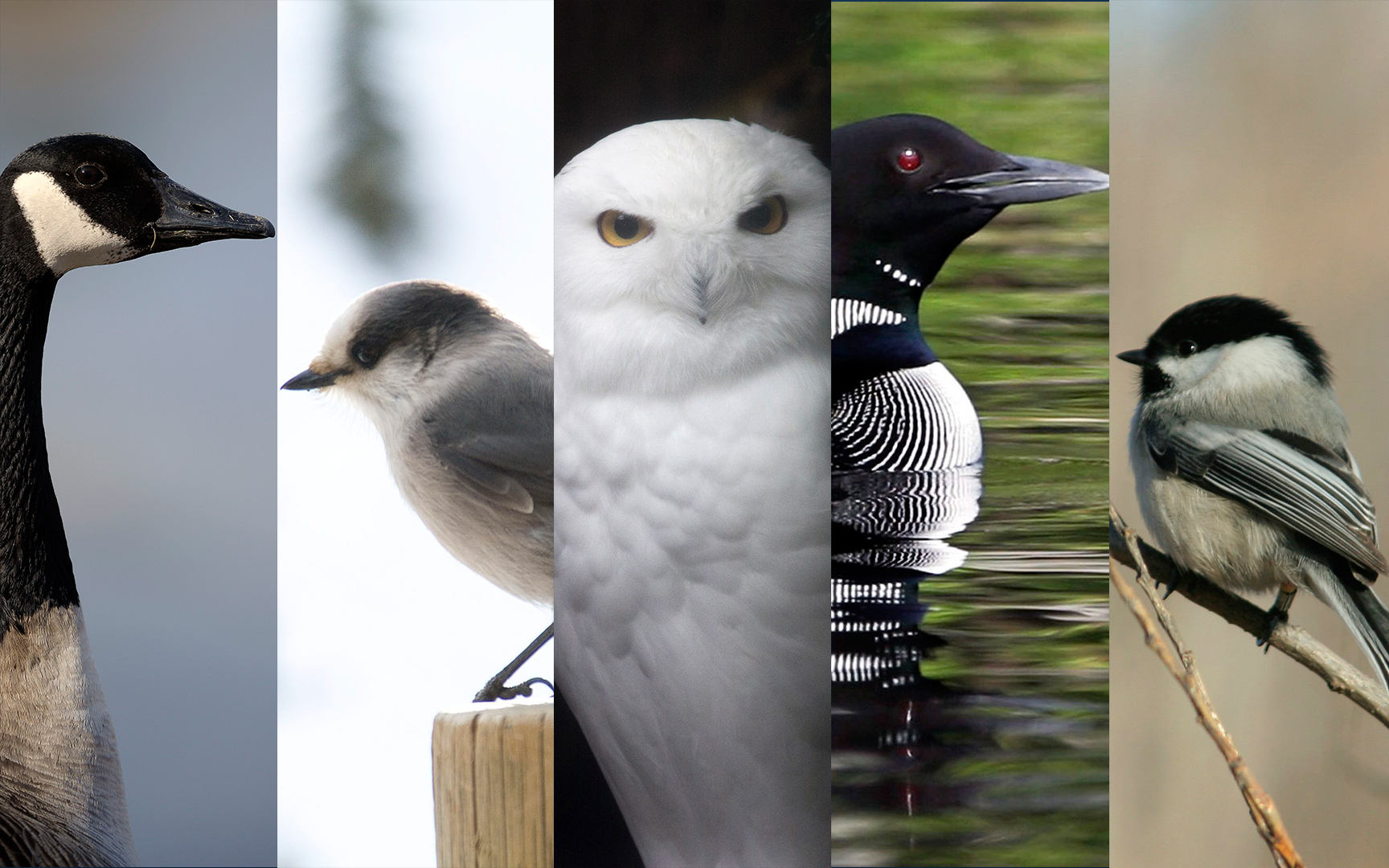 Canada's national bird whittled to five finalists - National