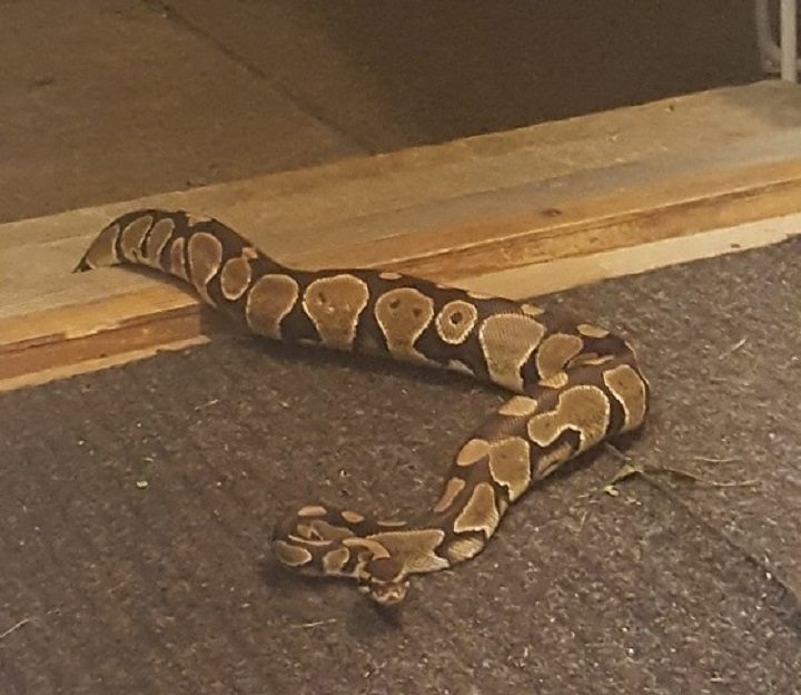 Boa constrictor slithers through B.C. backyard - image