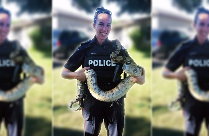 Stolen boa constrictor returned to its owner in Oshawa, Ont.: police - image